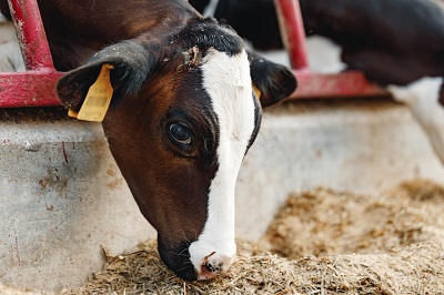 Production bovine et laitière