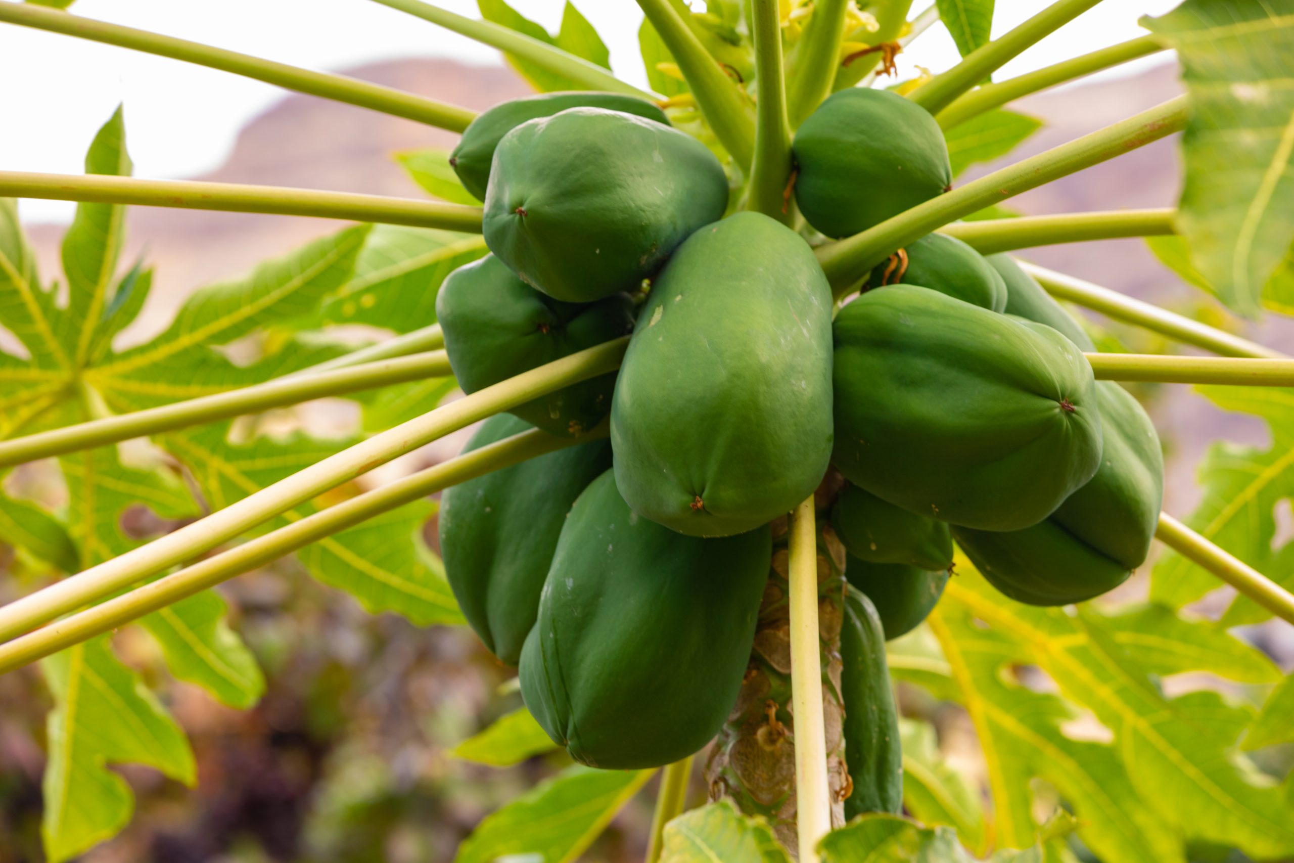 Production de papaye
